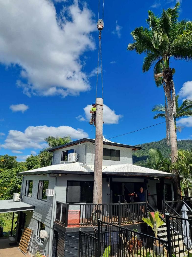 A House with A Balcony and A Palm Tree in Front of It — Advanced Vegetation Management in Stratford, QLD