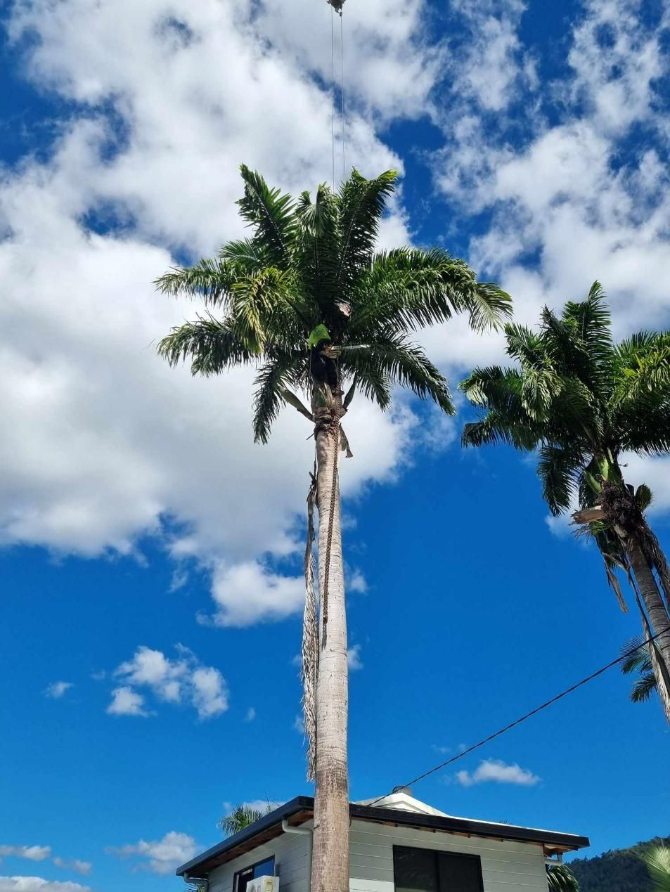 A Crane Is Lifting a Palm Tree in Front of A House — Advanced Vegetation Management in Stratford, QLD