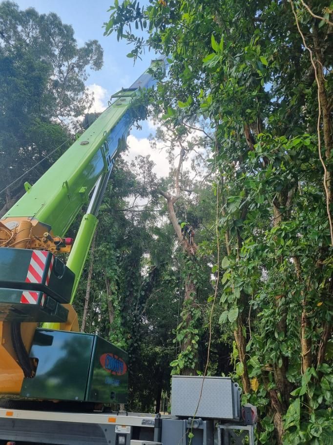 A Green Crane Is Cutting a Tree in The Woods — Advanced Vegetation Management in Stratford, QLD