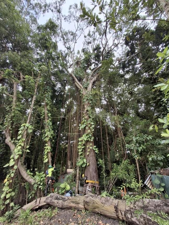 A Large Tree in The Middle of A Forest with Lots of Branches and Leaves — Advanced Vegetation Management in Stratford, QLD