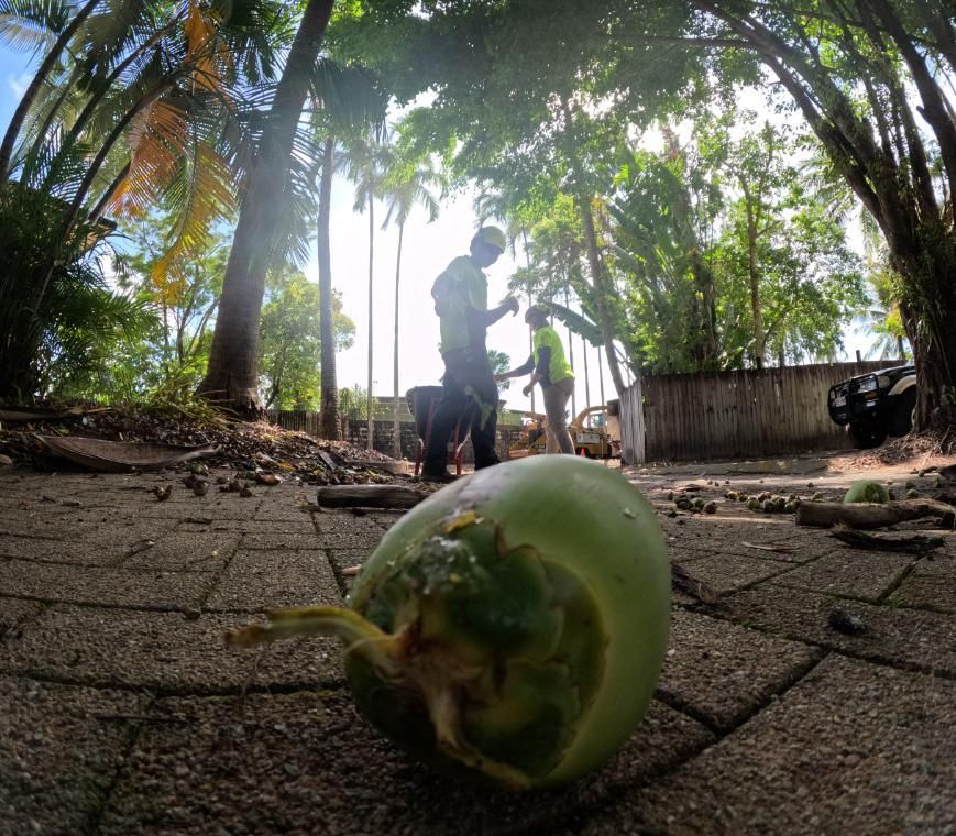 A Man Is Standing Next to A Green Coconut on The Ground — Advanced Vegetation Management in Stratford, QLD
