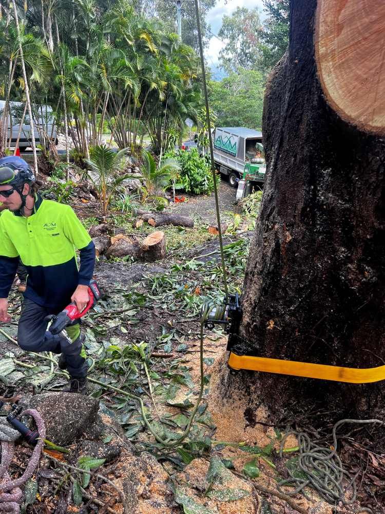 A Man is Kneeling Down Next to a Large Tree Stump — Advanced Vegetation Management in Stratford, QLD