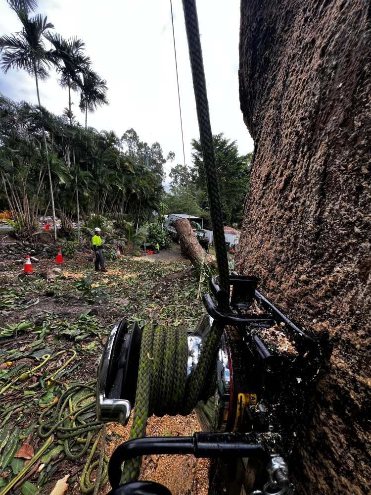 A Person is Standing Next to a Tree With a Rope Attached to It — Advanced Vegetation Management in Stratford, QLD