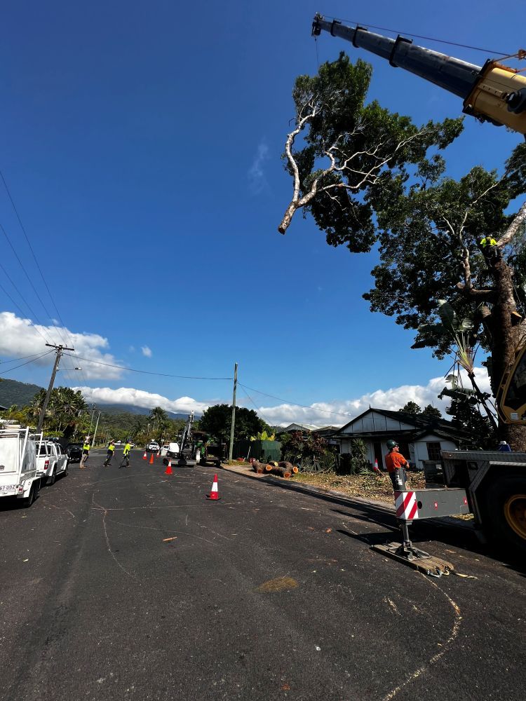 A Tree is Being Removed by a Crane on the Side of the Road — Advanced Vegetation Management in Stratford, QLD