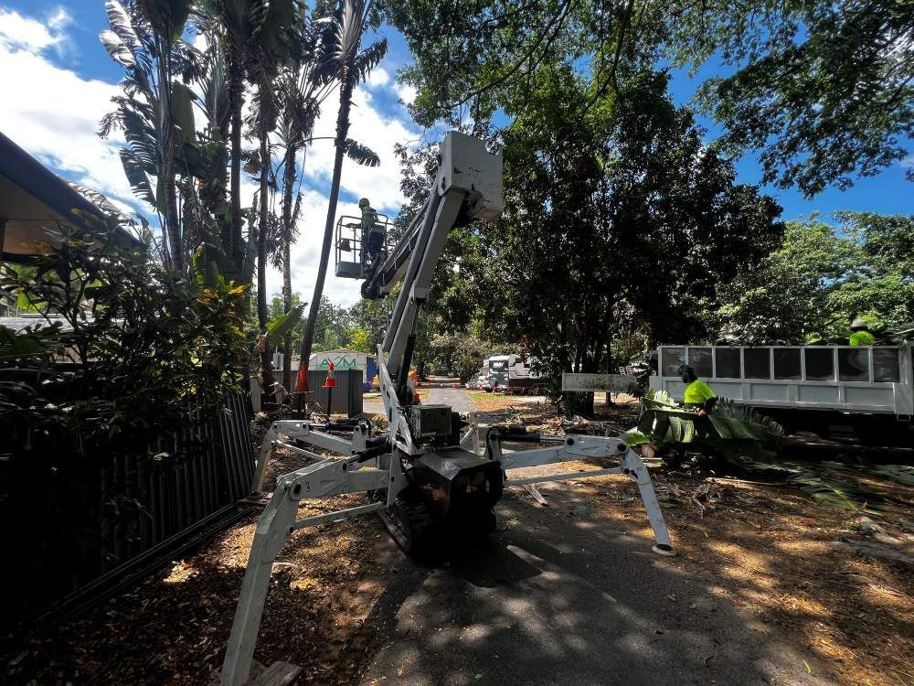 A Crane is Lifting a Tree in a Park — Advanced Vegetation Management in Stratford, QLD