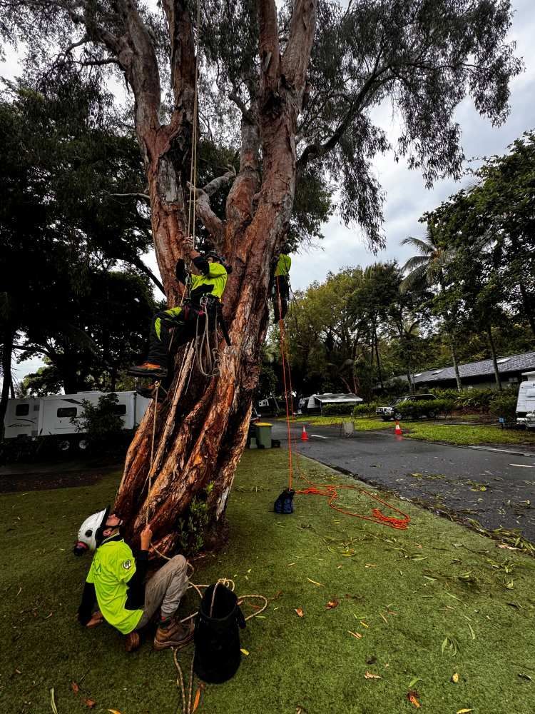 A Man is Sitting Under a Tree in a Park — Advanced Vegetation Management in Stratford, QLD