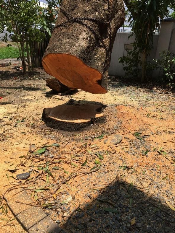 A Large Piece of Wood Is Hanging from A Tree Stump — Advanced Vegetation Management in Stratford, QLD