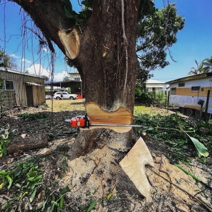 A Tree Is Being Cut Down with A Chainsaw — Advanced Vegetation Management in Stratford, QLD