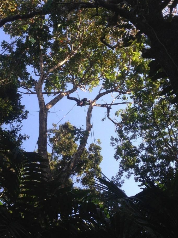A Person Is Climbing a Tree with A Rope — Advanced Vegetation Management in Stratford, QLD