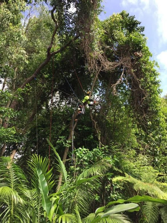 A Person Is Climbing a Tree in A Lush Green Forest — Advanced Vegetation Management in Stratford, QLD