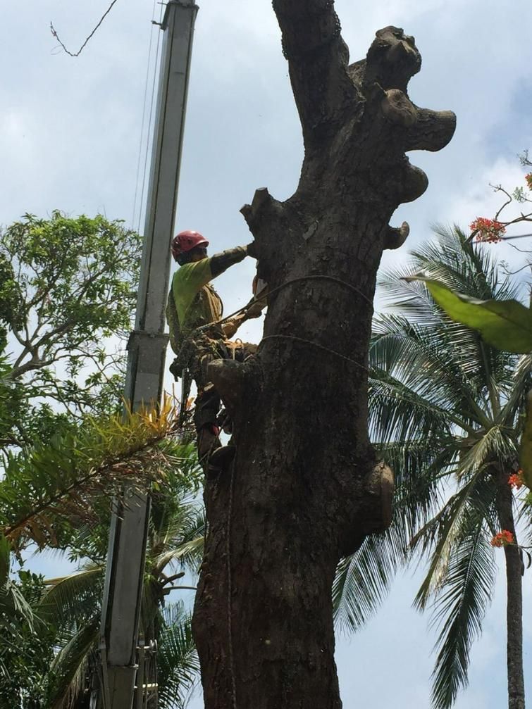 A Man Is Climbing a Tree with A Crane in The Background — Advanced Vegetation Management in Stratford, QLD