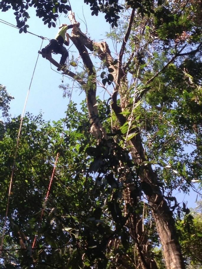 A Person Is Climbing up A Tree with A Rope — Advanced Vegetation Management in Stratford, QLD