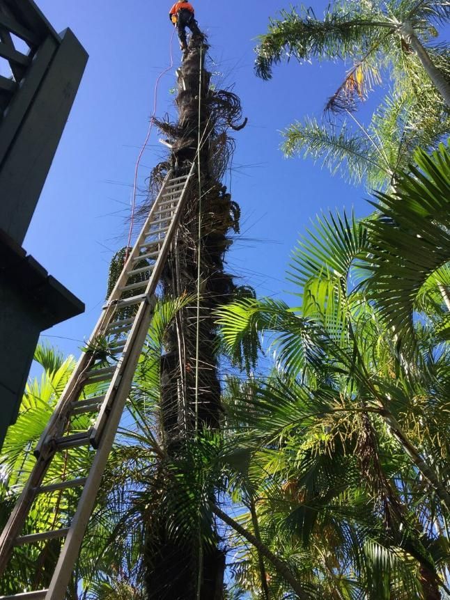 A Man Is Standing on Top of A Palm Tree with A Ladder — Advanced Vegetation Management in Stratford, QLD