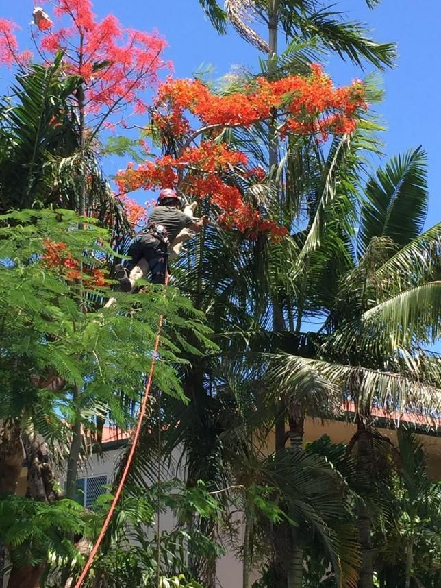 A Man Is Climbing a Tree with Red Flowers — Advanced Vegetation Management in Stratford, QLD