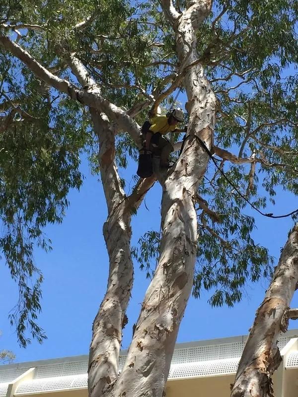 A Man Is Climbing a Tree in Front of A House — Advanced Vegetation Management in Stratford, QLD