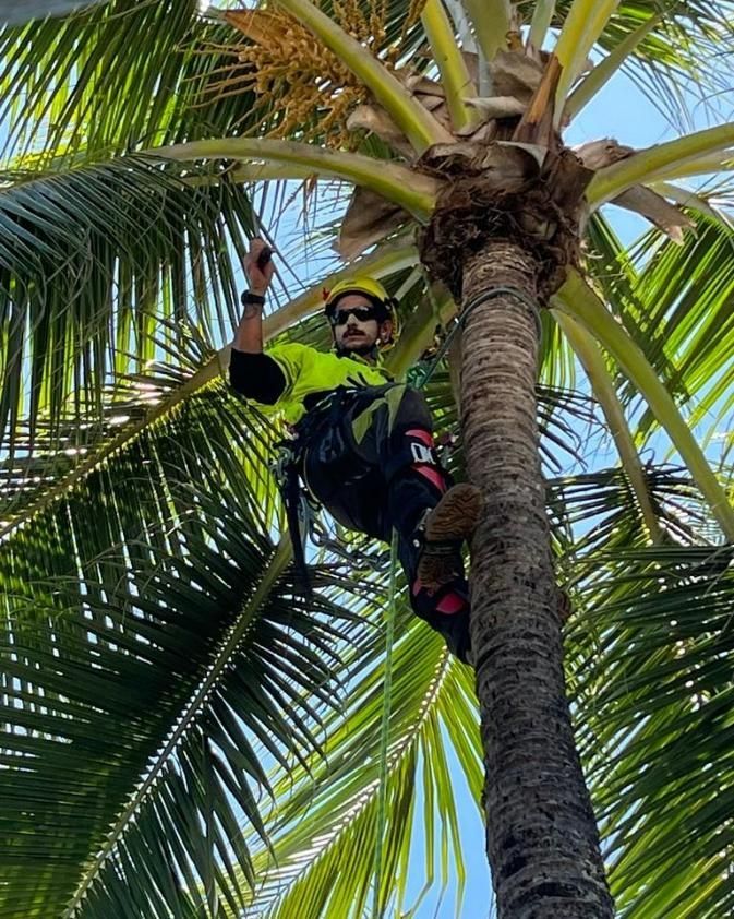 A Man Is Climbing up A Palm Tree — Advanced Vegetation Management in Stratford, QLD