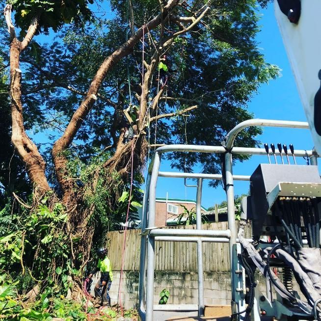 A Man Is Cutting a Tree with A Crane — Advanced Vegetation Management in Stratford, QLD