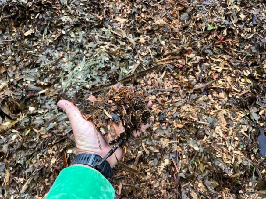 A Person Is Holding a Piece of Wood in Their Hand — Advanced Vegetation Management in Stratford, QLD
