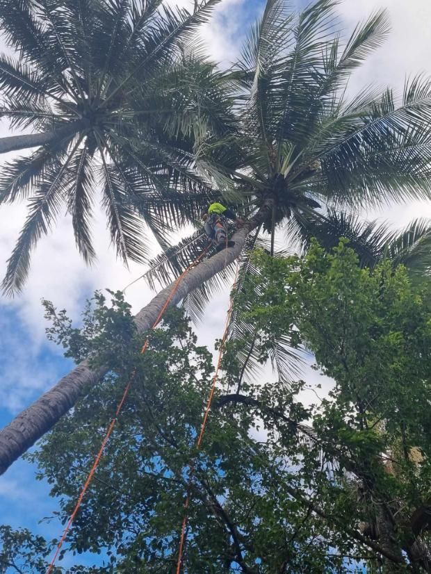 A Man Is Climbing up A Palm Tree — Advanced Vegetation Management in Stratford, QLD