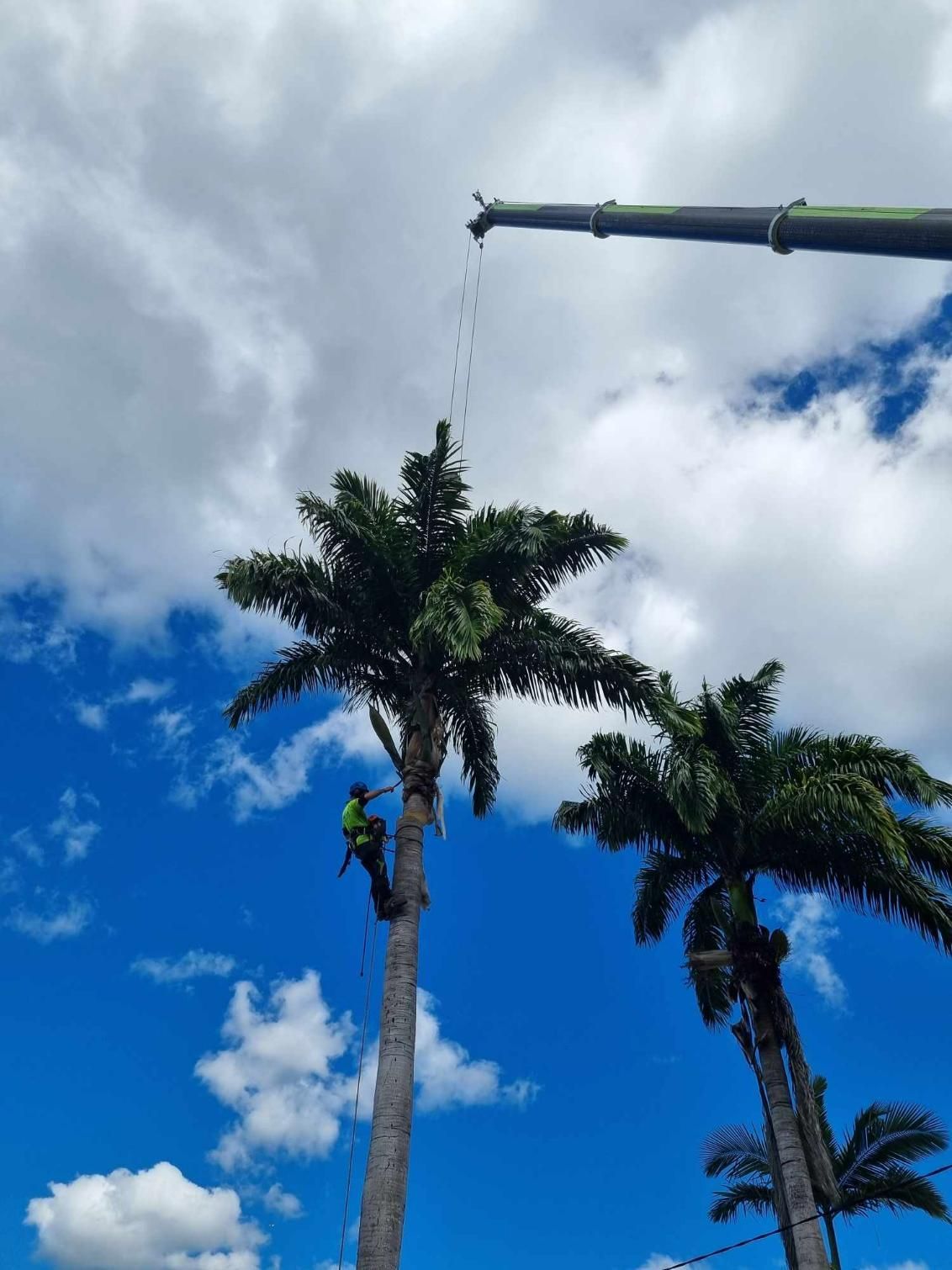 A Man Is Climbing a Palm Tree with A Crane in The Background — Advanced Vegetation Management in Stratford, QLD