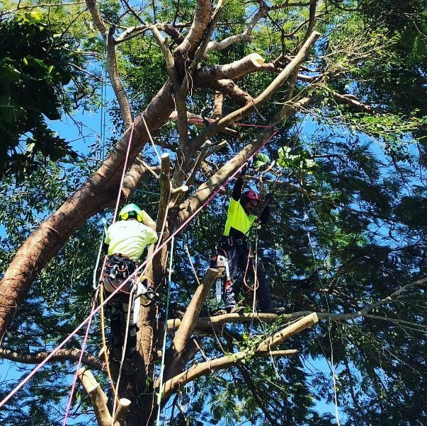 Two Men Are Climbing up A Tree with Ropes — Advanced Vegetation Management in Stratford, QLD
