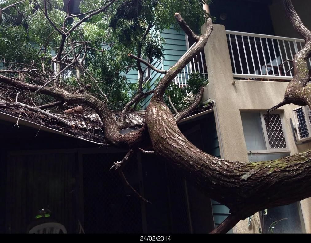 A Tree that Has Fallen on The Roof of A Building — Advanced Vegetation Management in Stratford, QLD