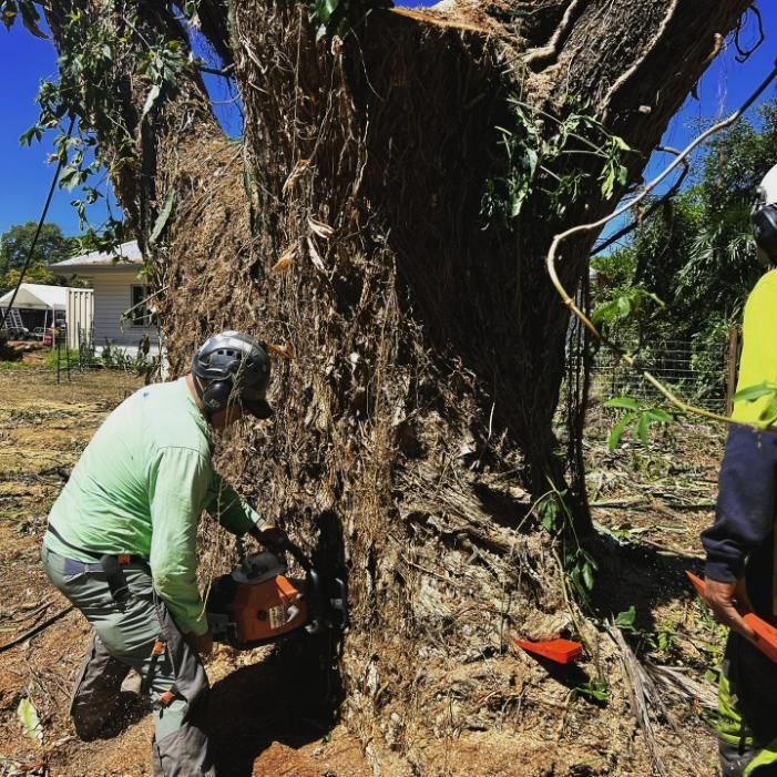 A Man Is Cutting a Tree with A Chainsaw — Advanced Vegetation Management in Stratford, QLD