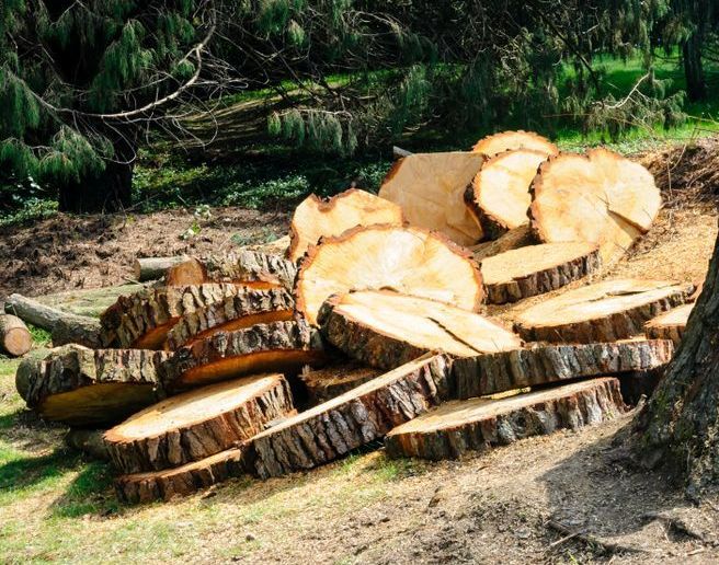 A Pile of Logs Laying on the Ground in a Forest — Dubbo Soils & Landscaping Supplies in Wellington, NSW
