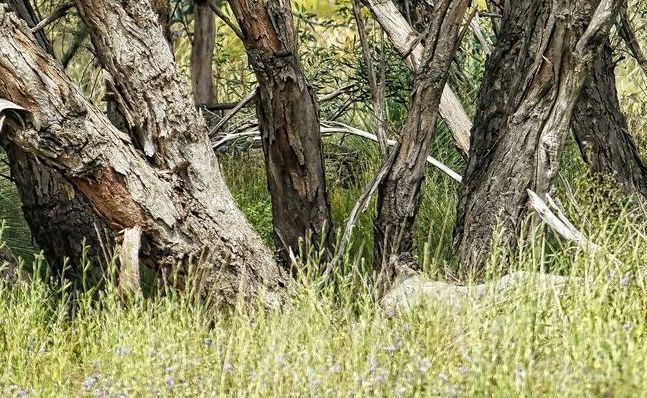 A Group of Trees Standing Next to Each Other in a Forest — Dubbo Soils & Landscaping Supplies in Gilgandra, NSW