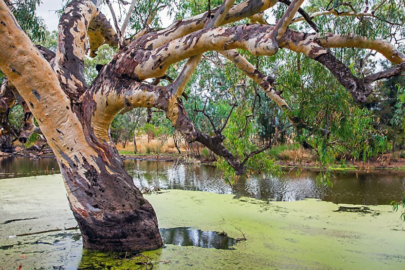 A Tree in the Middle of a Swamp Next to a Body of Water — Dubbo Soils & Landscaping Supplies in Trangie, NSW
