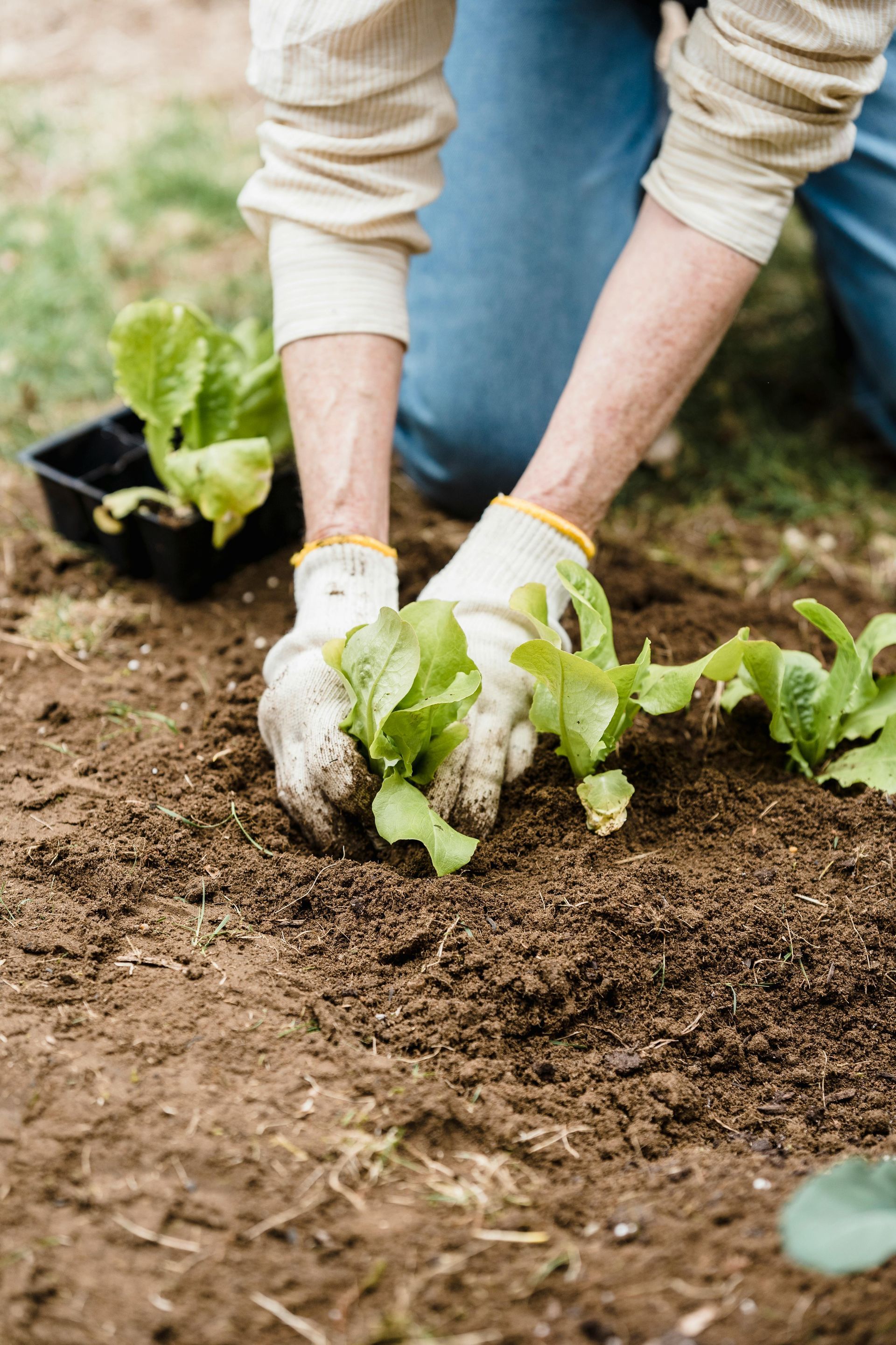 Hand Holding Mini Shovel Adding Nutrients in Plants in a Vegetable Garden — Dubbo Soils & Landscaping Supplies in Dubbo, NSW