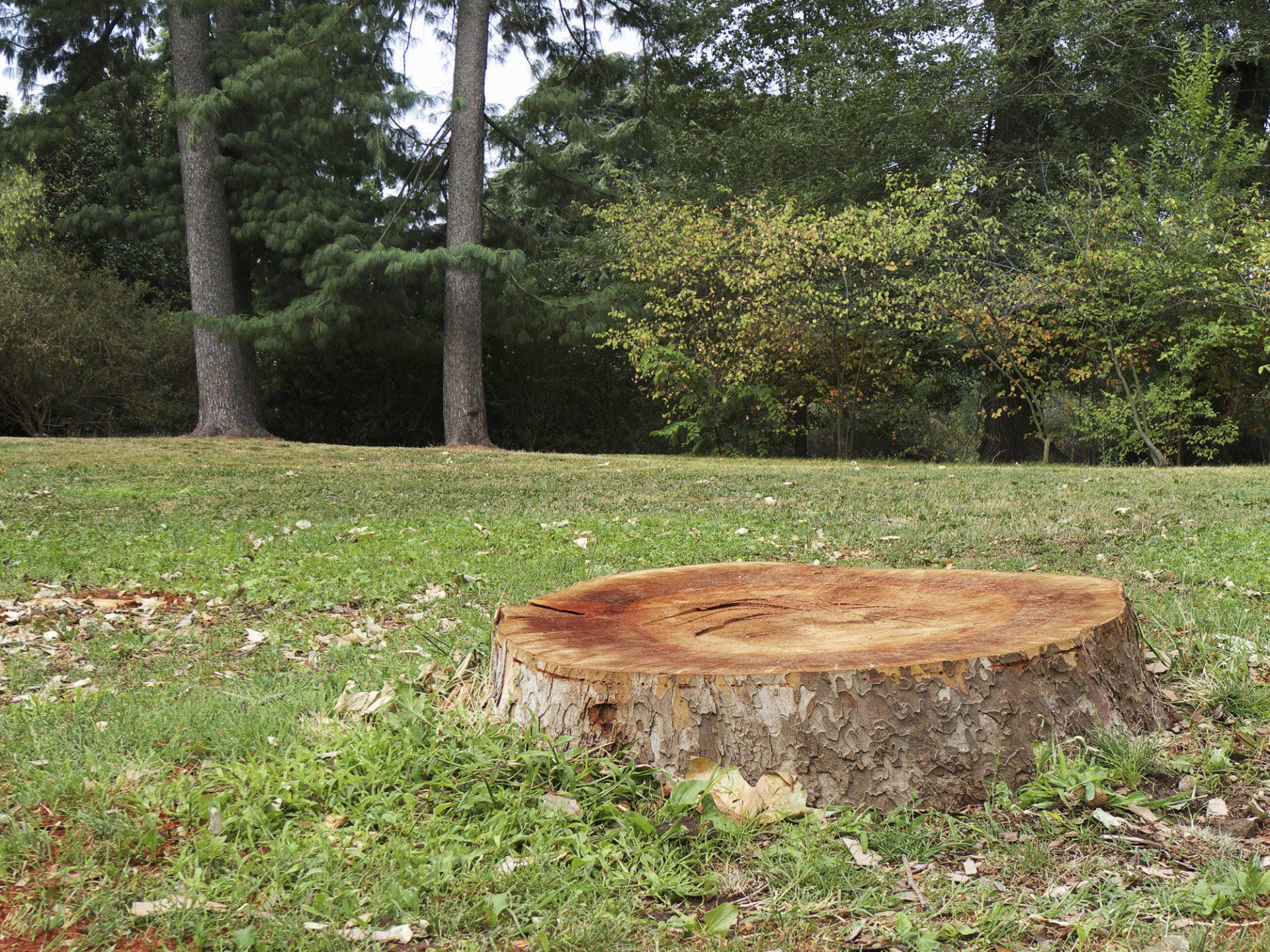 Stump removal