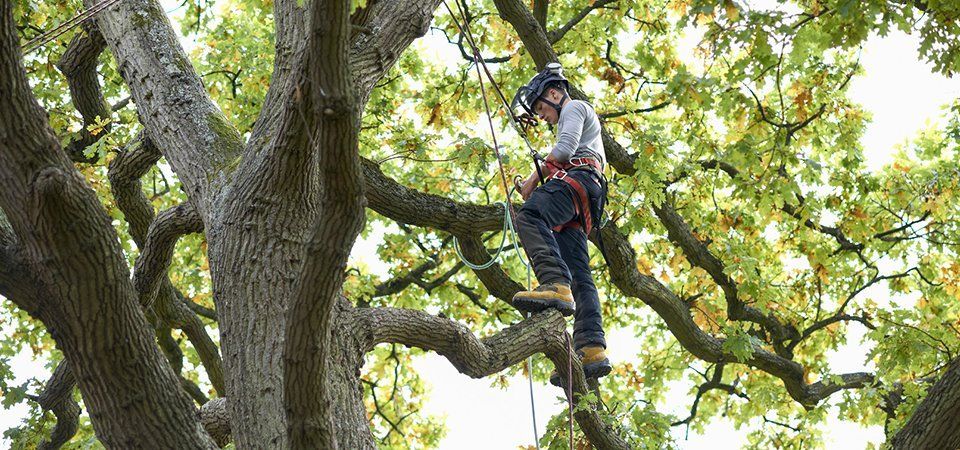 Domestic and commercial tree work