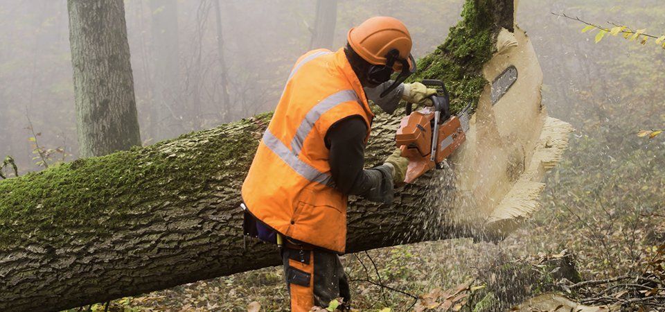 Expert hedge trimming services