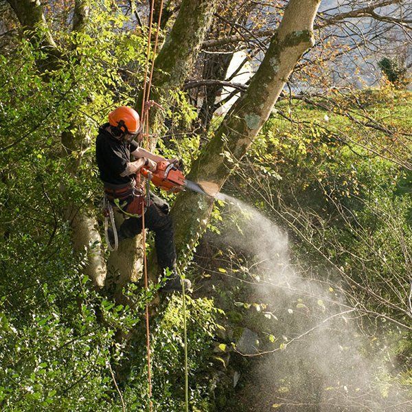 Tree surgery