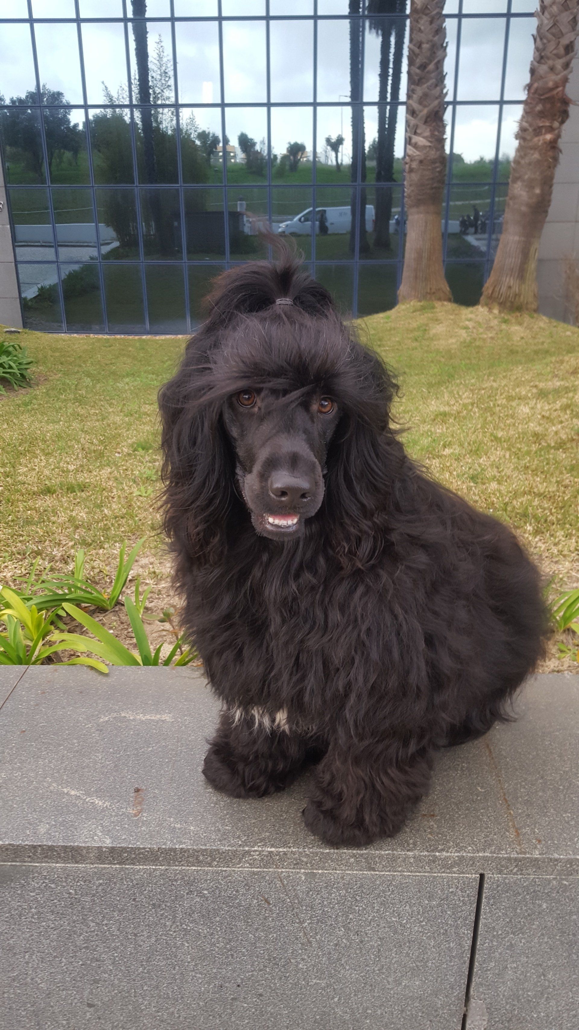 Cão de agua português Farol lll