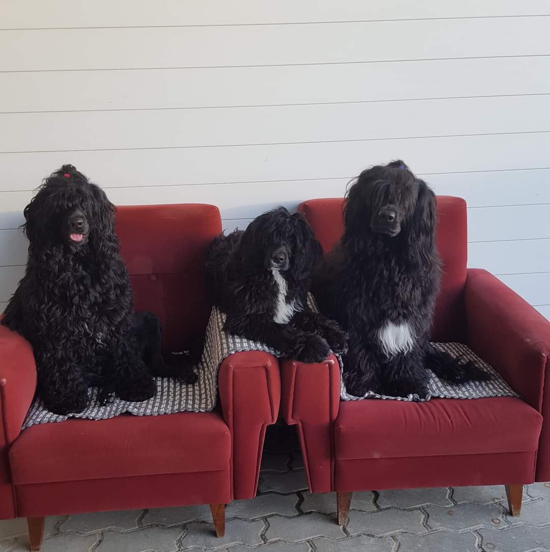 Cão de água português , portie