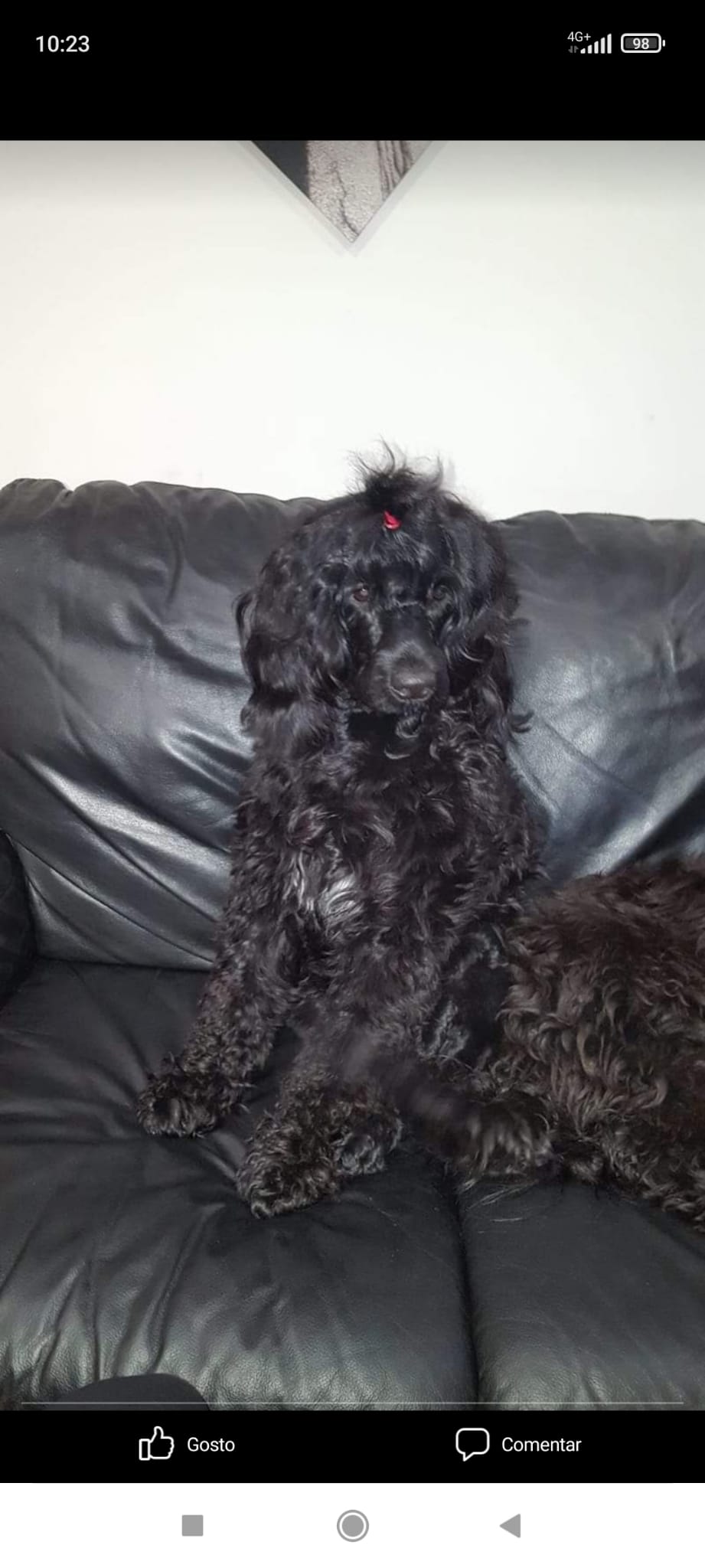 Cão de agua português concha