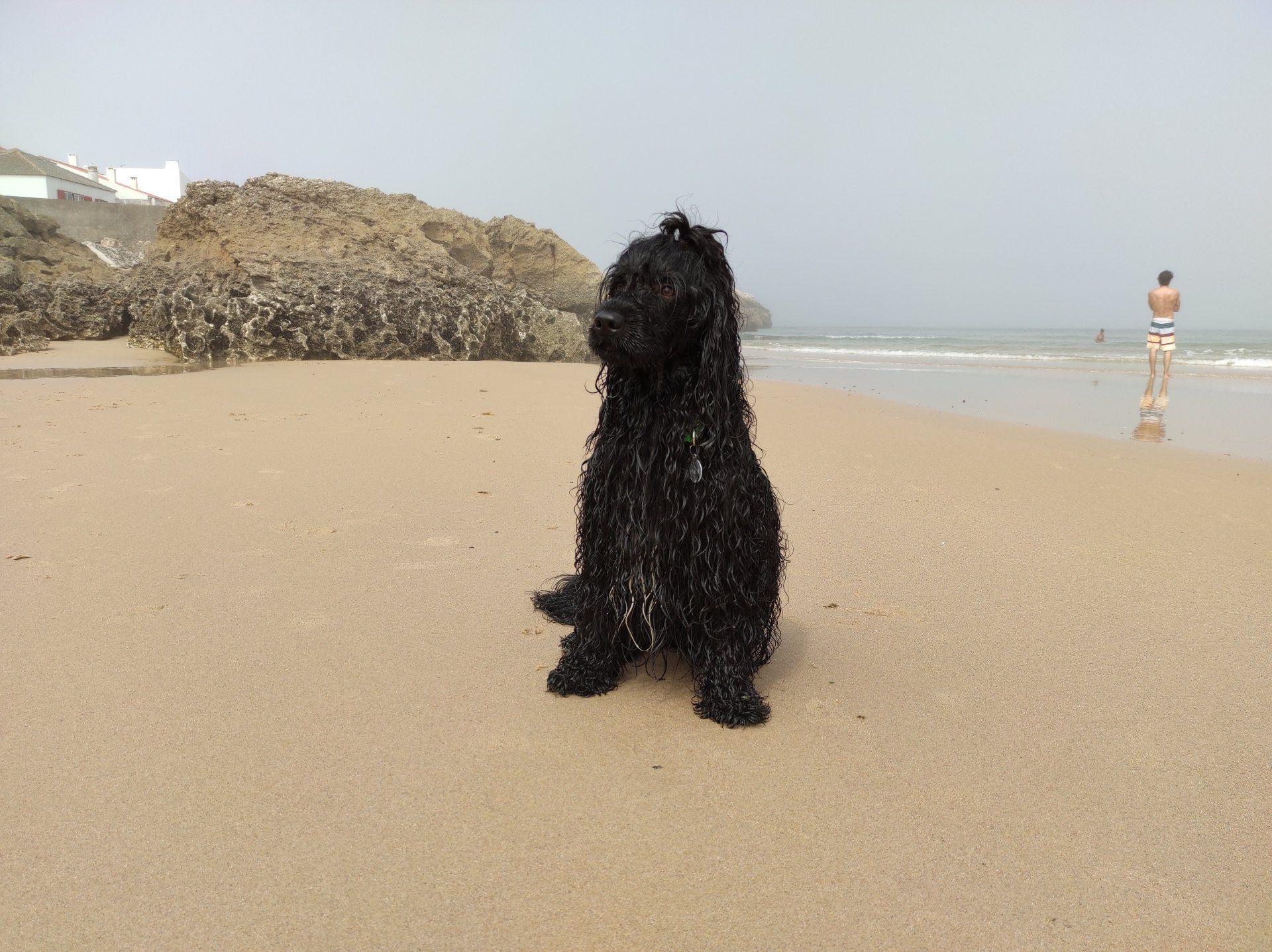 Cão de água português , cap, portie