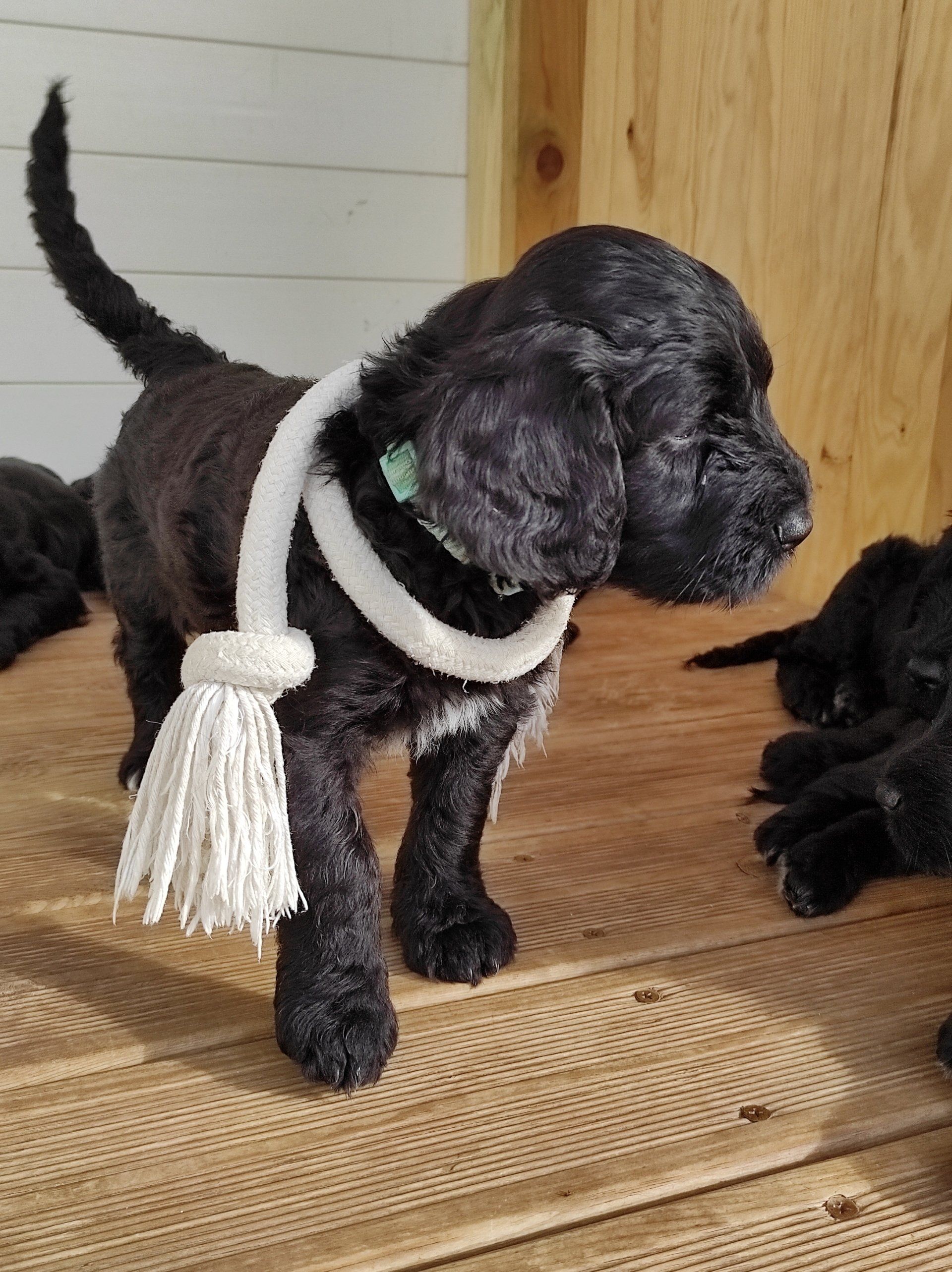 portuguese water dog , puppy ,cap