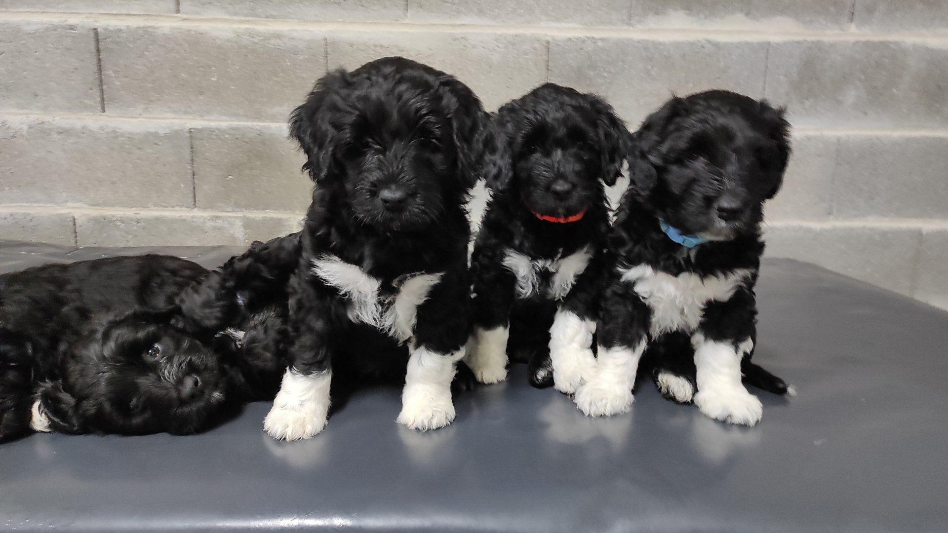 portuguese water 8 weeks puppy