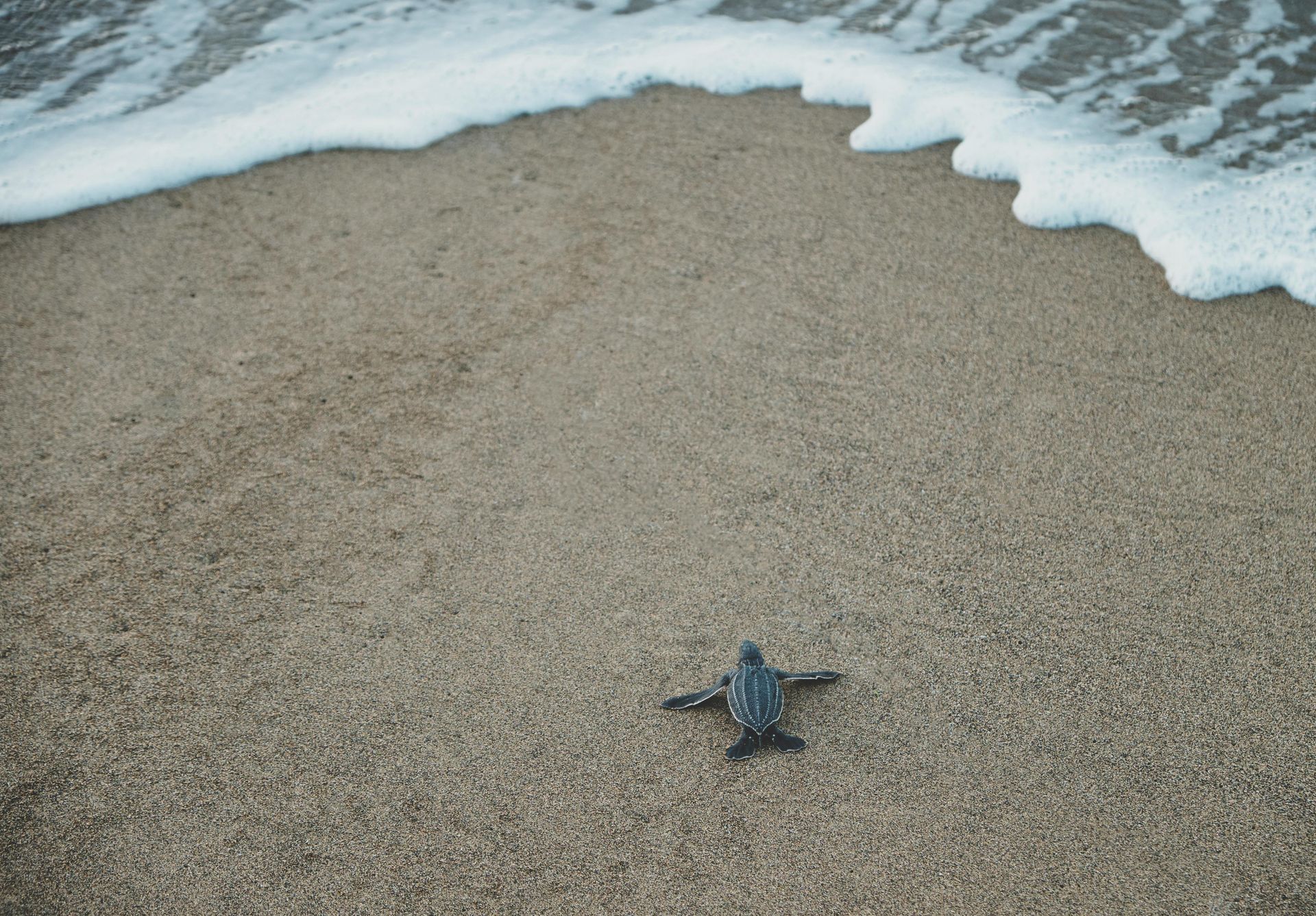 Baby sea turtle crawling towards foamy ocean on sandy beach.