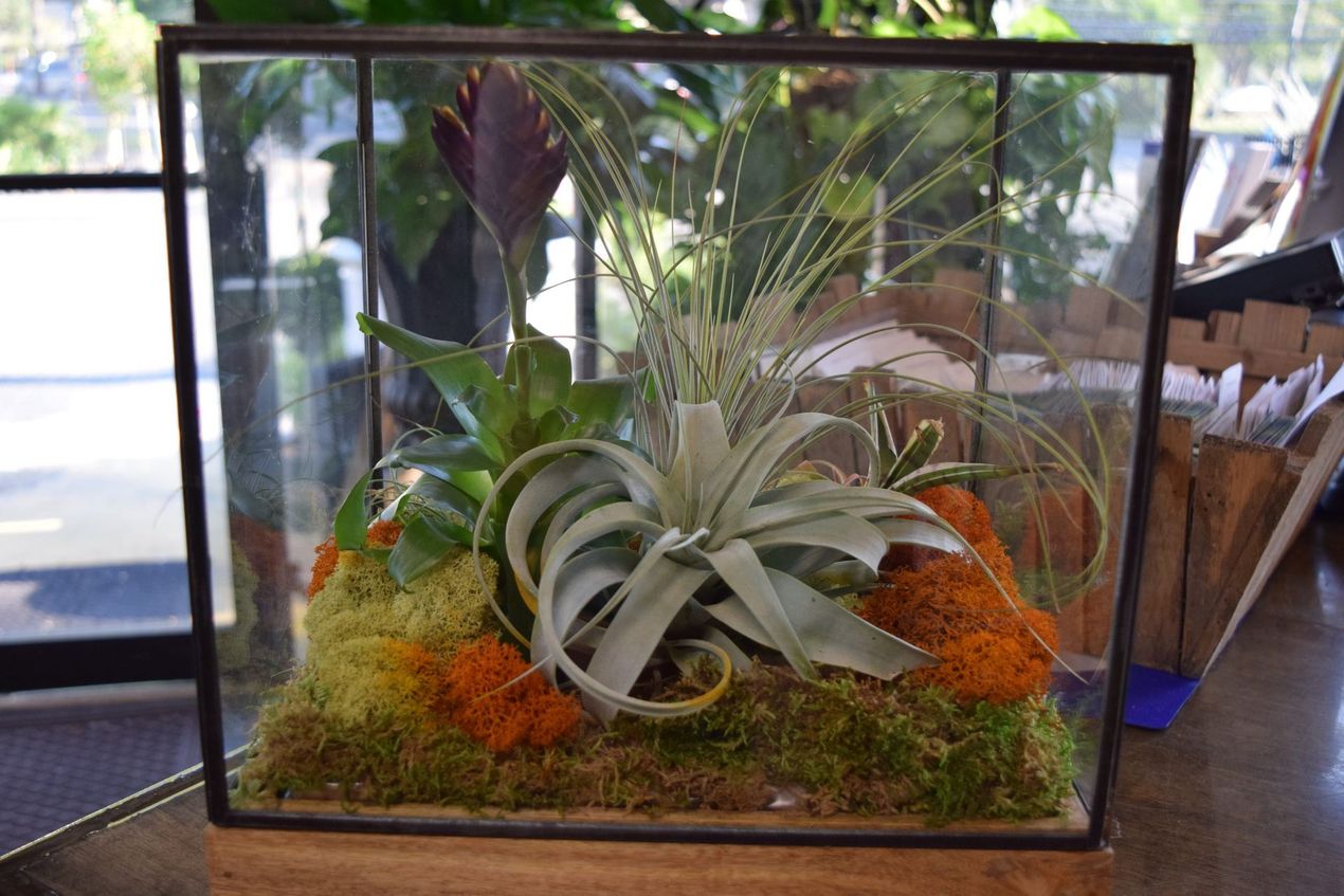 Terrarium with air plants, moss, and decorative elements inside a glass box on a wooden surface.