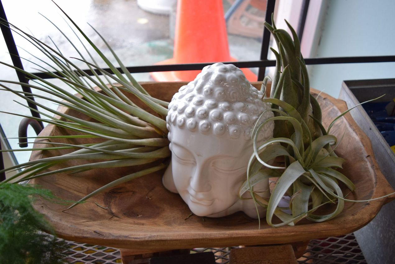 White Buddha head with air plants in a wooden bowl, near a window with an orange cone.