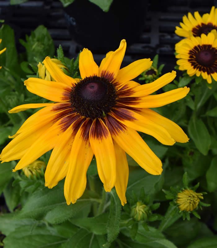 Yellow and brown Black-eyed Susan flower with a dark center, surrounded by green leaves.