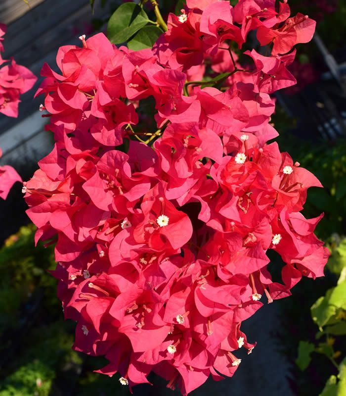 Bright pink bougainvillea flowers clustered together, illuminated by sunlight.