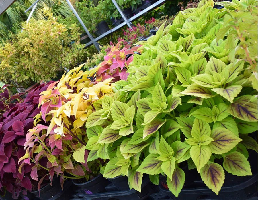 Rows of colorful coleus plants in various hues of red, yellow, and green.