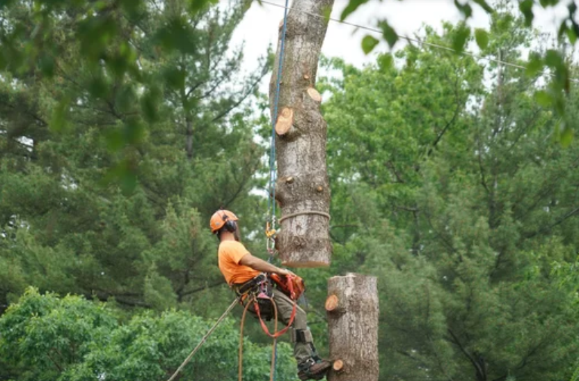 Skilled climber in action: Ascending trees safely for pruning, trimming, or removals. Trust us for precise and efficient tree care.