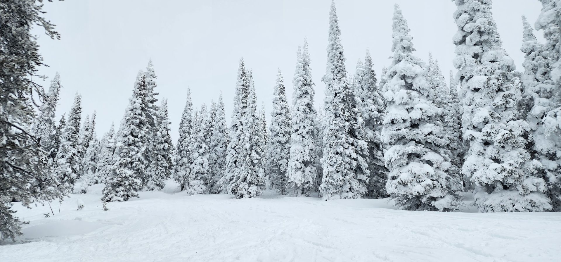 Snow Tress
