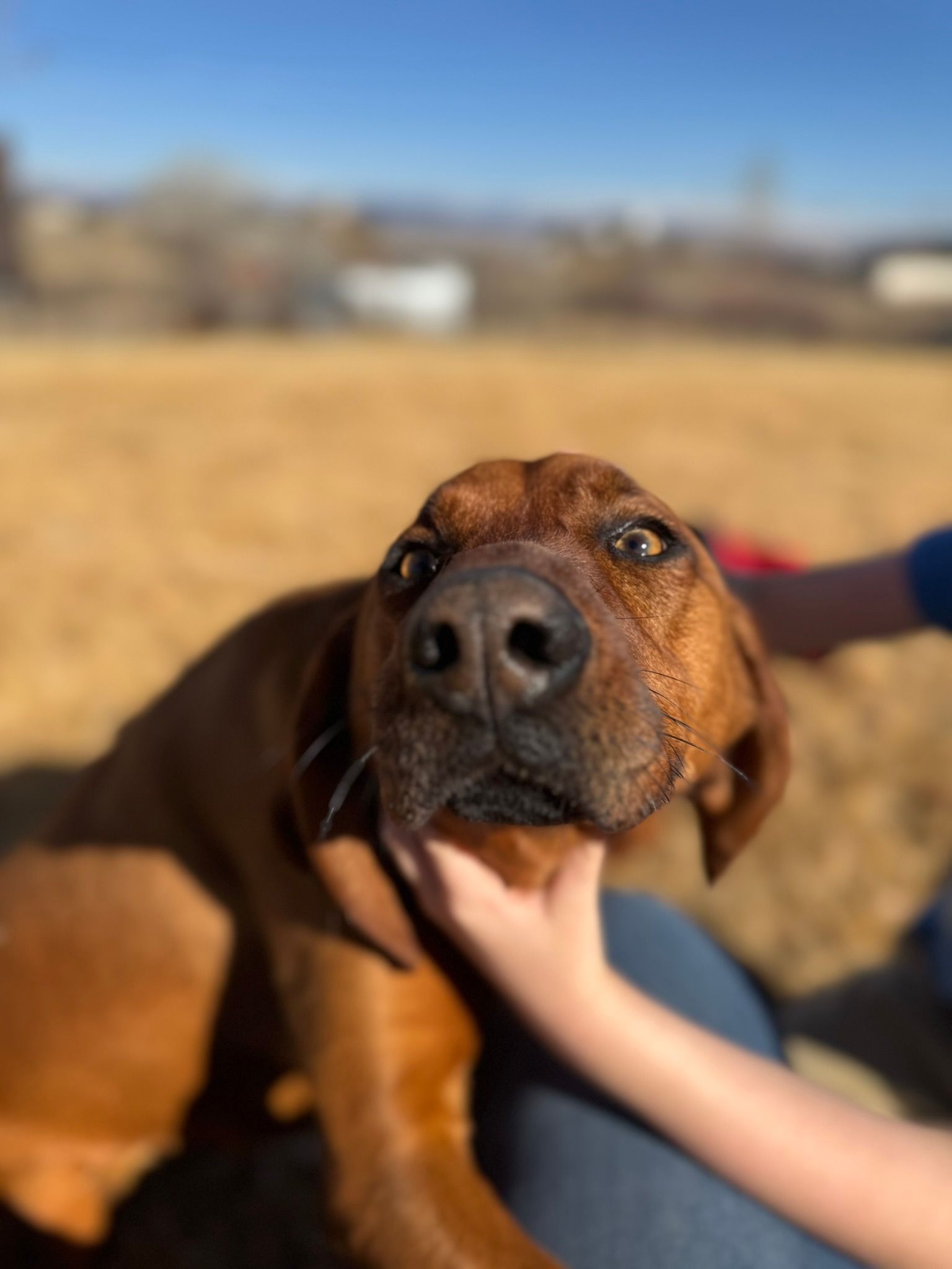 A person is petting a brown dog on their lap.